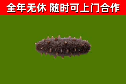 邵阳回收海参干